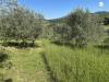 Terreno in vendita a Pontassieve - 04