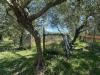 Terreno Agricolo in vendita a Albenga in via del morteo - 07, Foto 7