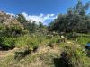 Terreno Agricolo in vendita a Albenga in via del morteo - 09, Foto 9