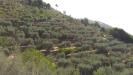 Terreno Agricolo in vendita a Capannori - sant'andrea di compito - 03