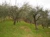 Terreno Agricolo in vendita a Capannori - san leonardo in treponzio - 05