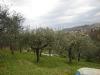 Terreno Agricolo in vendita a Capannori - san leonardo in treponzio - 06