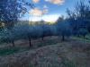 Terreno Agricolo in vendita a Capannori - lappato - 04