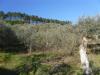 Terreno Agricolo in vendita a Capannori - castelvecchio - 04