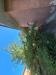 Villa in vendita con giardino a Morlupo in via giotto 9 - 02, 20250911_154525.jpg