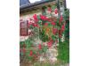 Rustico con giardino a Chiusdino - ciciano - 03