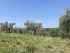 Terreno Agricolo in vendita a Narni in strada di camartana - 10, Foto 10