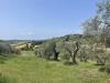 Terreno Agricolo in vendita a Narni in strada di camartana - 05, Foto 5