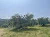 Terreno Agricolo in vendita a Narni in strada di camartana - 09, Foto 9