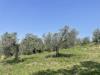 Terreno Agricolo in vendita a Narni in strada di camartana - 07, Foto 7