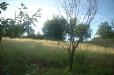 Terreno Agricolo in vendita a Colle di Val d'Elsa - 03
