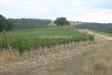 Terreno in vendita a San Casciano dei Bagni - 03