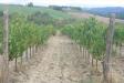 Terreno in vendita a San Casciano dei Bagni - 04