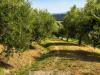 Rustico in vendita con giardino a Fabro - scalo - 02