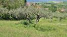 Terreno Agricolo in vendita a Castel Baronia - 09, Foto 9