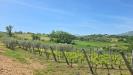 Terreno Agricolo in vendita a Torella dei Lombardi in candriano - 06, Foto 6