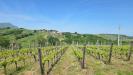 Terreno Agricolo in vendita a Torella dei Lombardi in candriano - 07, Foto 7