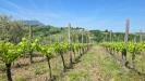 Terreno Agricolo in vendita a Torella dei Lombardi in candriano - 09, Foto 9