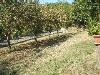 Appartamento bilocale in affitto con giardino a Valverde - 09, Foto 9