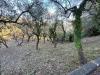 Terreno Agricolo in vendita a Imperia - 06, 2.jpg