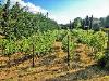 Rustico in vendita con giardino a Cortona - 04, Foto 4