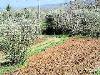 Rustico in vendita con giardino a Gavorrano in ravi - 02, Foto 2