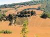 Rustico in vendita con giardino a Magliano in Toscana in strada provinciale 323 pereta - 03, Foto 3
