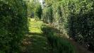 Rustico in vendita con giardino a San Giuliano Terme - orzignano - 04