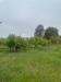Villa in vendita con giardino a San Sperate - 05, Foto 5
