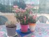 Appartamento in vendita con giardino a Borgio Verezzi in via molino - 09, Foto 9