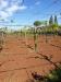 Terreno Agricolo in vendita a Cisterna di Latina in via collina dei pini - 02, Foto 2