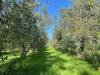 Terreno Agricolo in vendita a Viterbo - 10, Foto 10