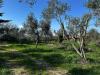 Terreno Agricolo in vendita a Viterbo in strada cassia sud - 06, Foto 6
