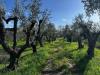 Terreno Agricolo in vendita a Viterbo in strada cassia sud - 08, Foto 8