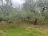 Terreno Agricolo in vendita a Caprarola in localit cucciale - 04, Foto 4