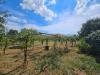 Terreno Agricolo in vendita a Viterbo in strada teverina - 02, Foto 2