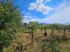 Terreno Agricolo in vendita a Viterbo in strada teverina - 03, Foto 3