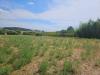 Terreno Agricolo in vendita a Viterbo in strada teverina - 05, Foto 5