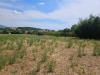 Terreno Agricolo in vendita a Viterbo in strada teverina - 09, Foto 9