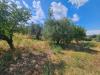 Terreno Agricolo in vendita a Viterbo in strada teverina - 04, Foto 4