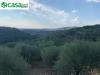 Terreno Agricolo in vendita a Marcellina in via dei caolini snc - 04, Foto 4