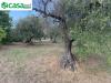 Terreno Agricolo in vendita a Marcellina in via dei caolini snc - 06, Foto 6