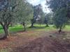 Terreno Edificabile in vendita con giardino a Ostuni in ss!6 ostuni-carovigno - residenziale di campagna - 02
