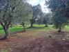 Terreno Edificabile in vendita con giardino a Ostuni in ss!6 ostuni-carovigno - residenziale di campagna - 03