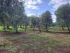 Terreno Edificabile in vendita con giardino a Ostuni in ss!6 ostuni-carovigno - residenziale di campagna - 07