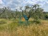 Terreno Agricolo in vendita a Vinci - 02, Foto 2
