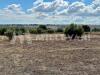 Terreno Agricolo in vendita a Modica in c.da mauto - 05, Foto 5