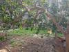 Casa indipendente in vendita con giardino a Cupra Marittima - centro - 05