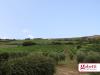 Villa in vendita con giardino a San Giovanni in Marignano - 06, campo.jpg