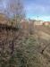 Terreno Agricolo in vendita a Serralunga d'Alba in via roddino snc - 02, Foto 2